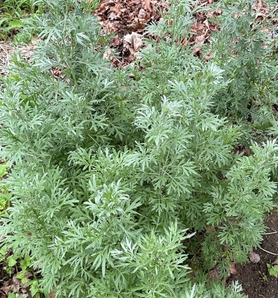 1000+ Absinthe Wormwood Seeds (Artemisia absinthium) | Perennial – USA