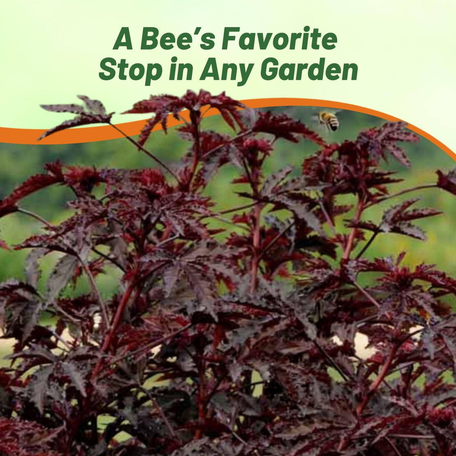 Mahogany Splendor Hibiscus Seeds – 10 Pcs Perennial Flower Seeds for Planting…