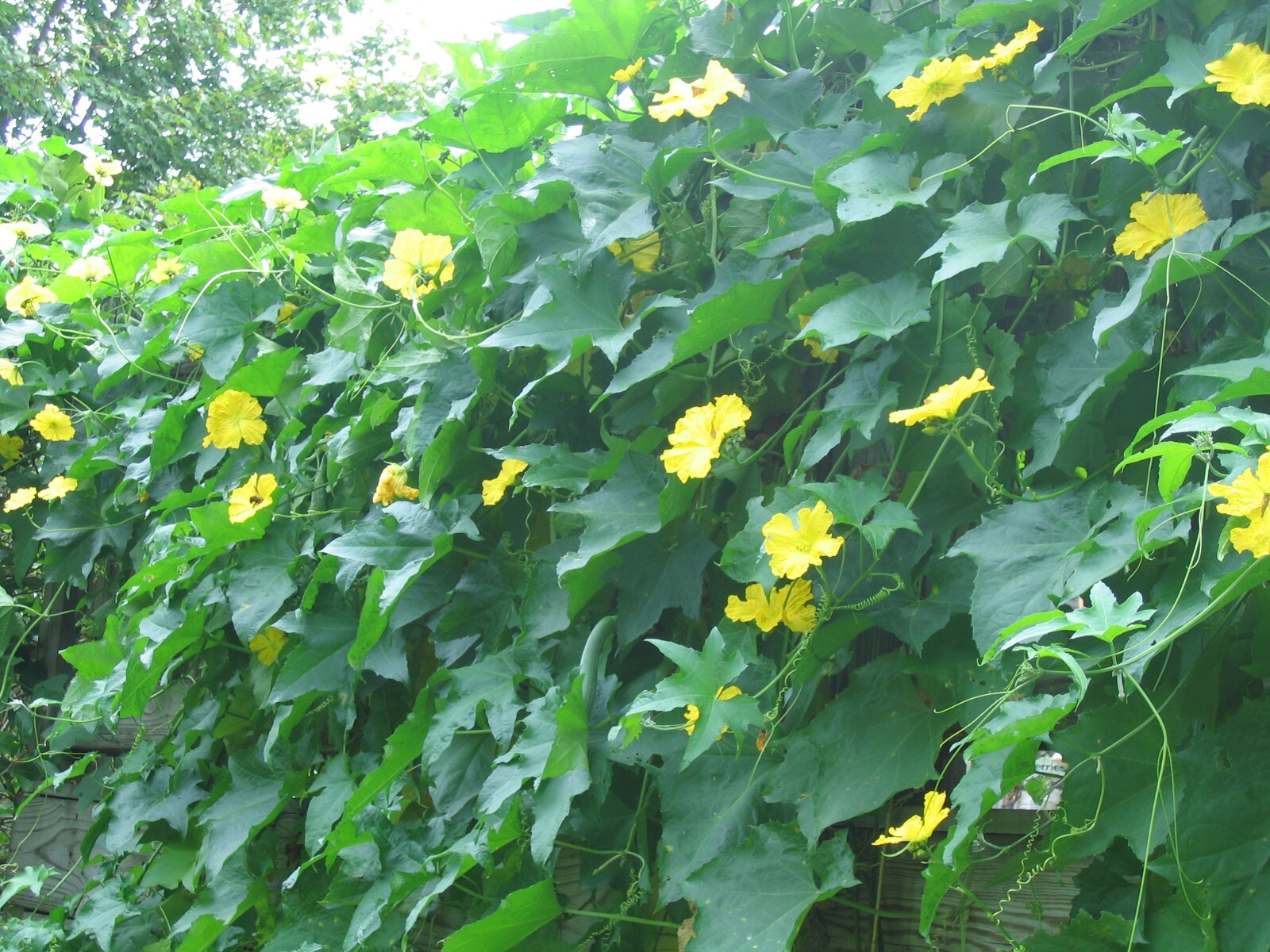 Long Vegetable Luffa Seeds High Yield (loofah sponge gourd, Luffa cylindrica)