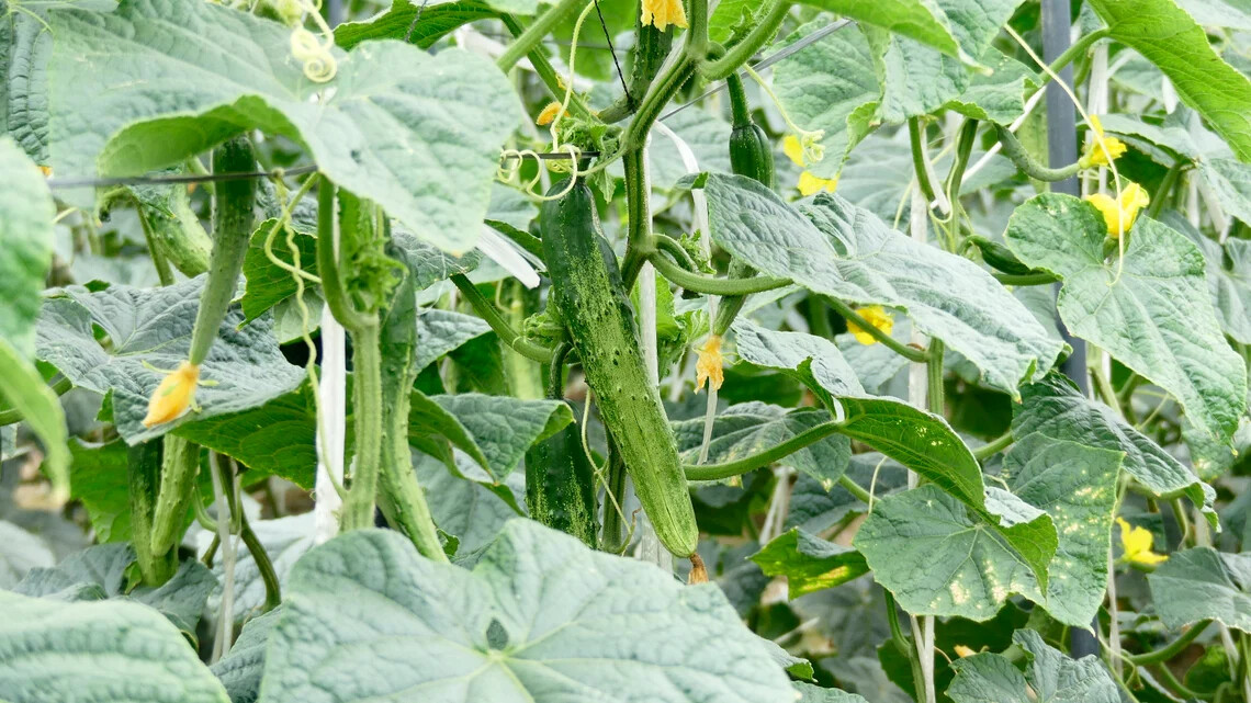 10+ seeds Korean Asian White /Green Sweet Crispy Cucumber Dua Leo Nep Han Quoc
