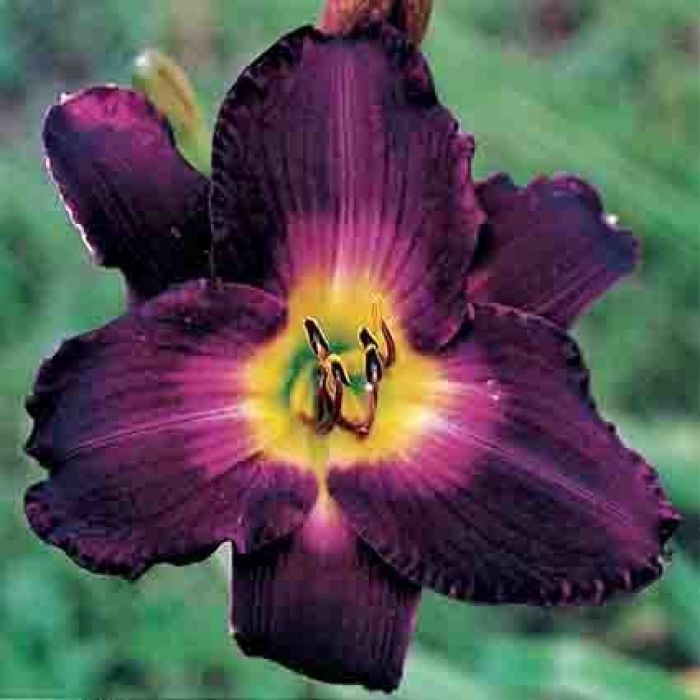 1 DAYLILY STRUTTER’S BALL BareRoot Bulb Plant PERENNIAL Reblooming Hemerocallis