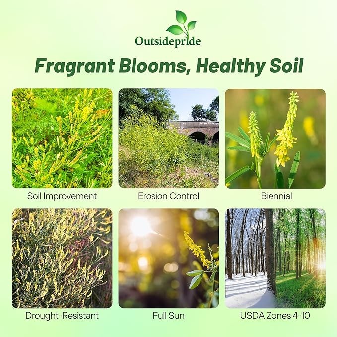 5 LBS – Inoculated Drought Tolerant Bulk Yellow Sweet Clover Seeds – Great
