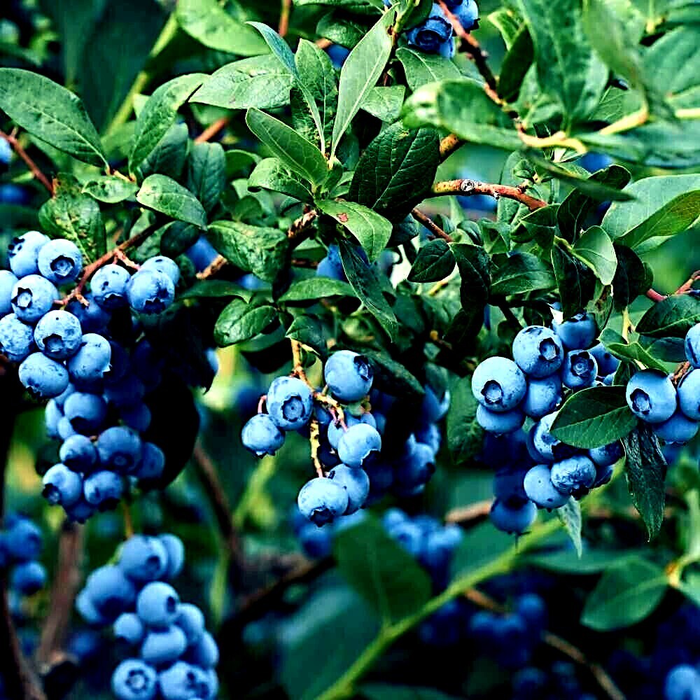 BLUEBERRY TREE SEEDS New Jersey Southern Highbush Cold Hardy Garden Fruit Plant