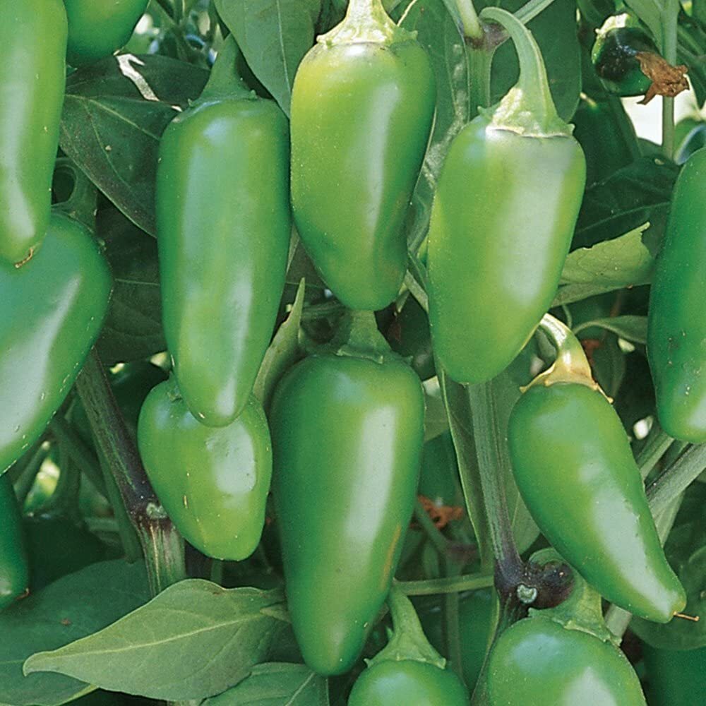 Jalapeno Early Hot Pepper Seeds 100+ Vegetable NON-GMO HEIRLOOM USA FREE S&H