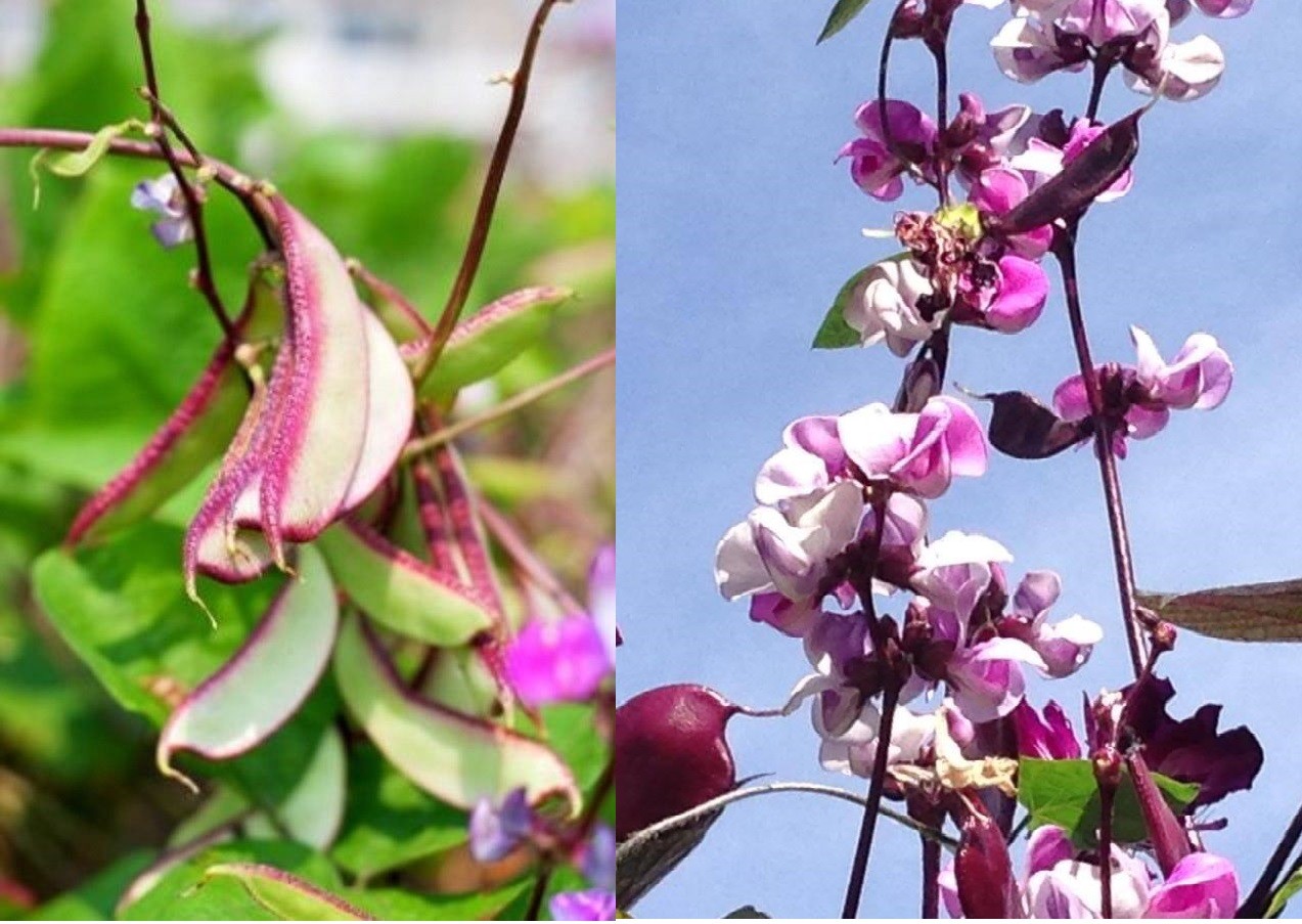 Hyacinth Bean Seeds Most Beautify Asian/Purple Moon Heirloom NO-GMO Size:10-50