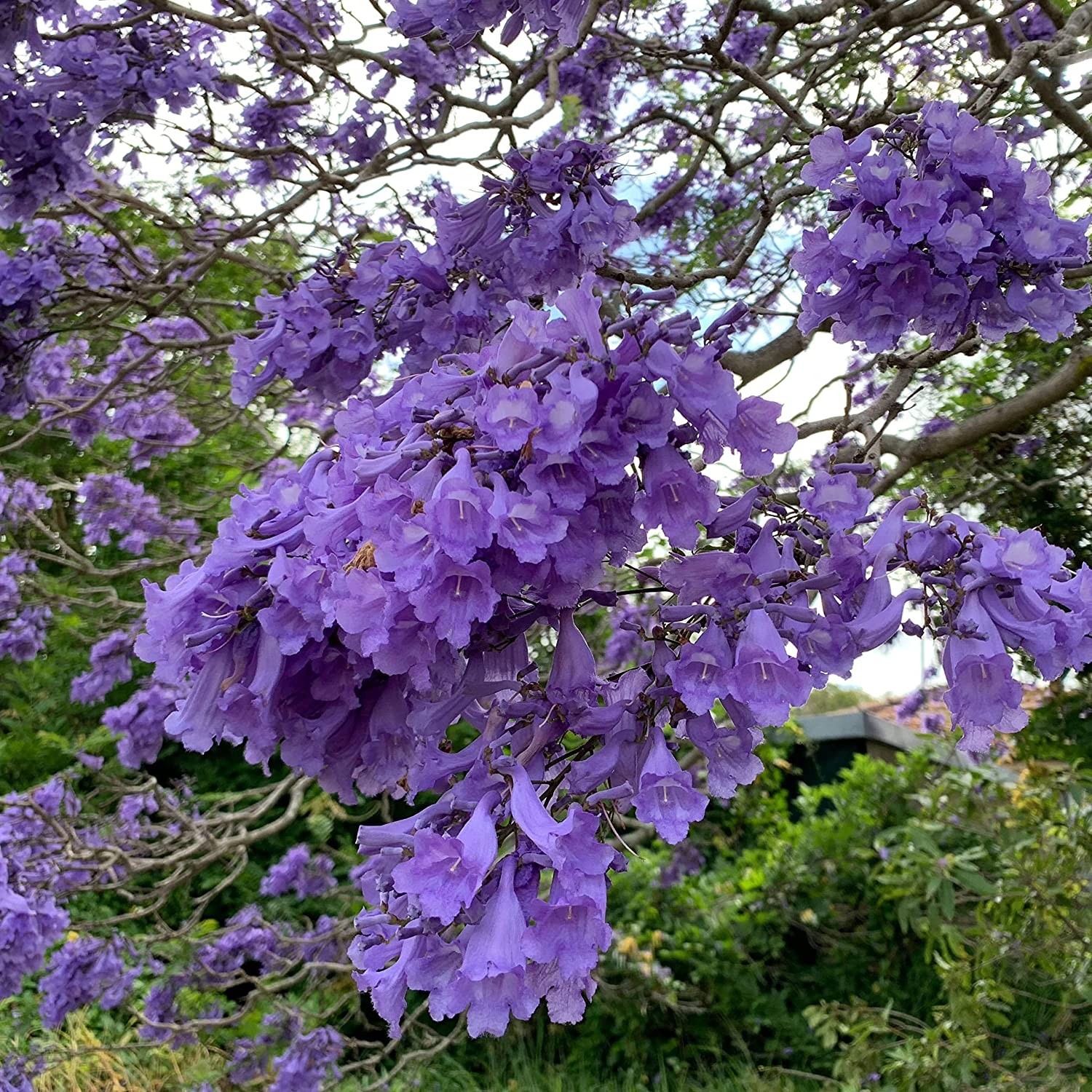 Jacaranda Purple Tree Seeds | Lavender Blue Flower Tropical Plant Tree Seed 2024