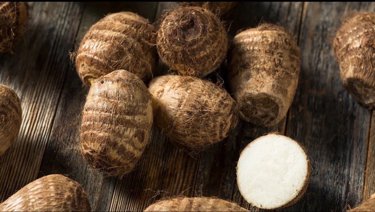 3 Taro Root Bulbs Elephant Ear Edible Aquatic Marginal Bog Pond Live Plant Fresh