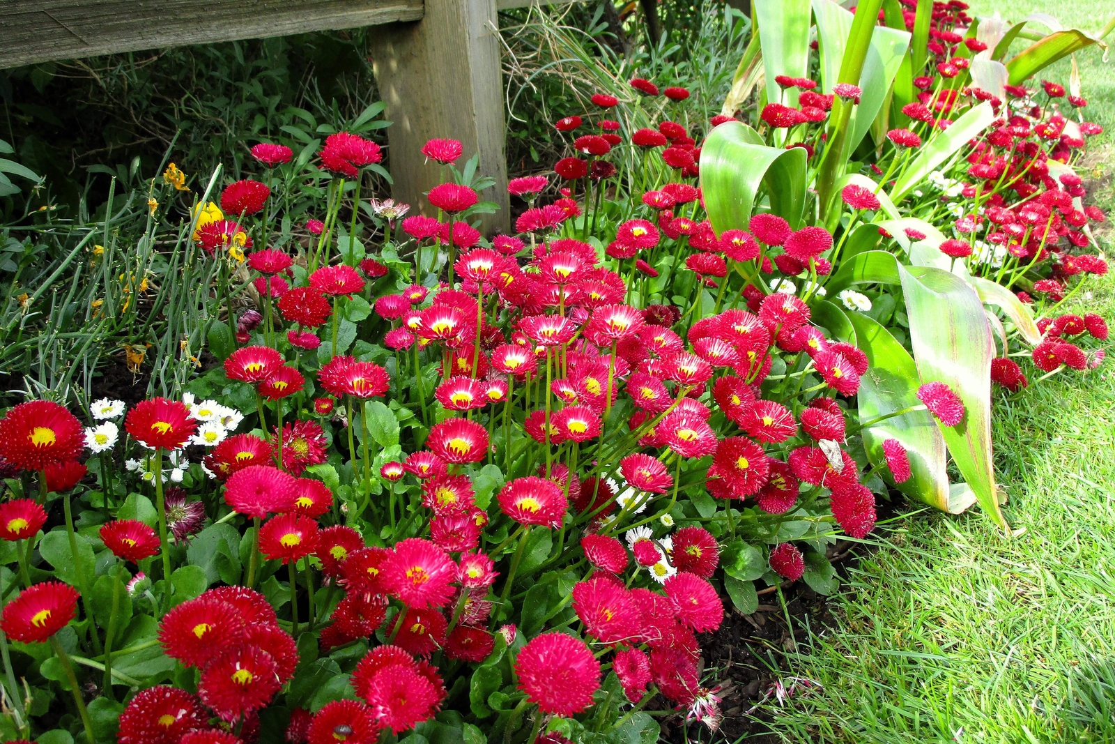 100 RED ENGLISH DAISY Bellis Perennis Flower Seeds *Flat S/H
