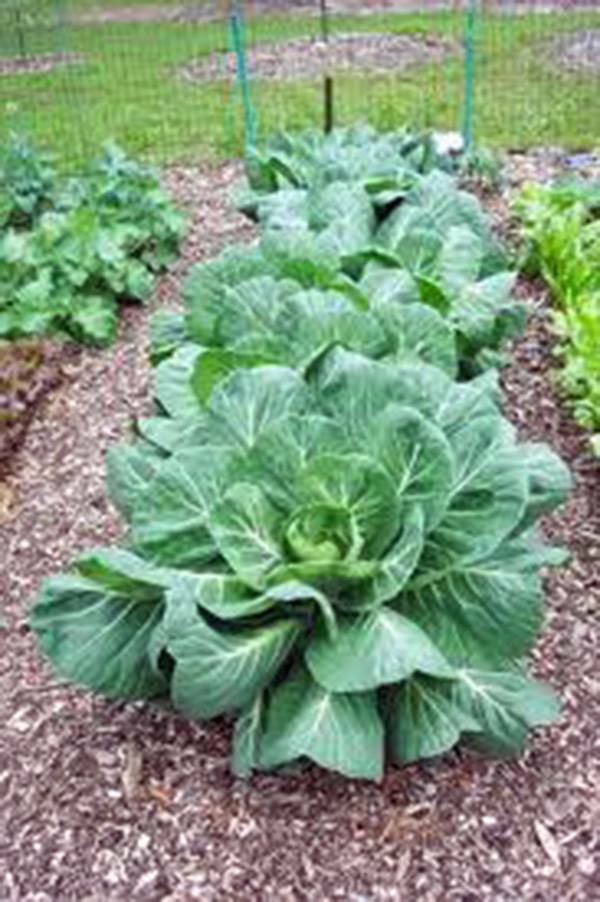 COLLARD GREENS SEED, VATES, HEIRLOOM, NON GMO, 500 SEEDS, COLLARD GREEN