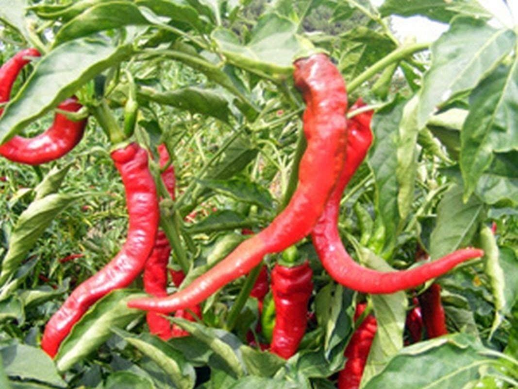 NuMex Las Cruces Cayenne Hot Pepper Seeds
