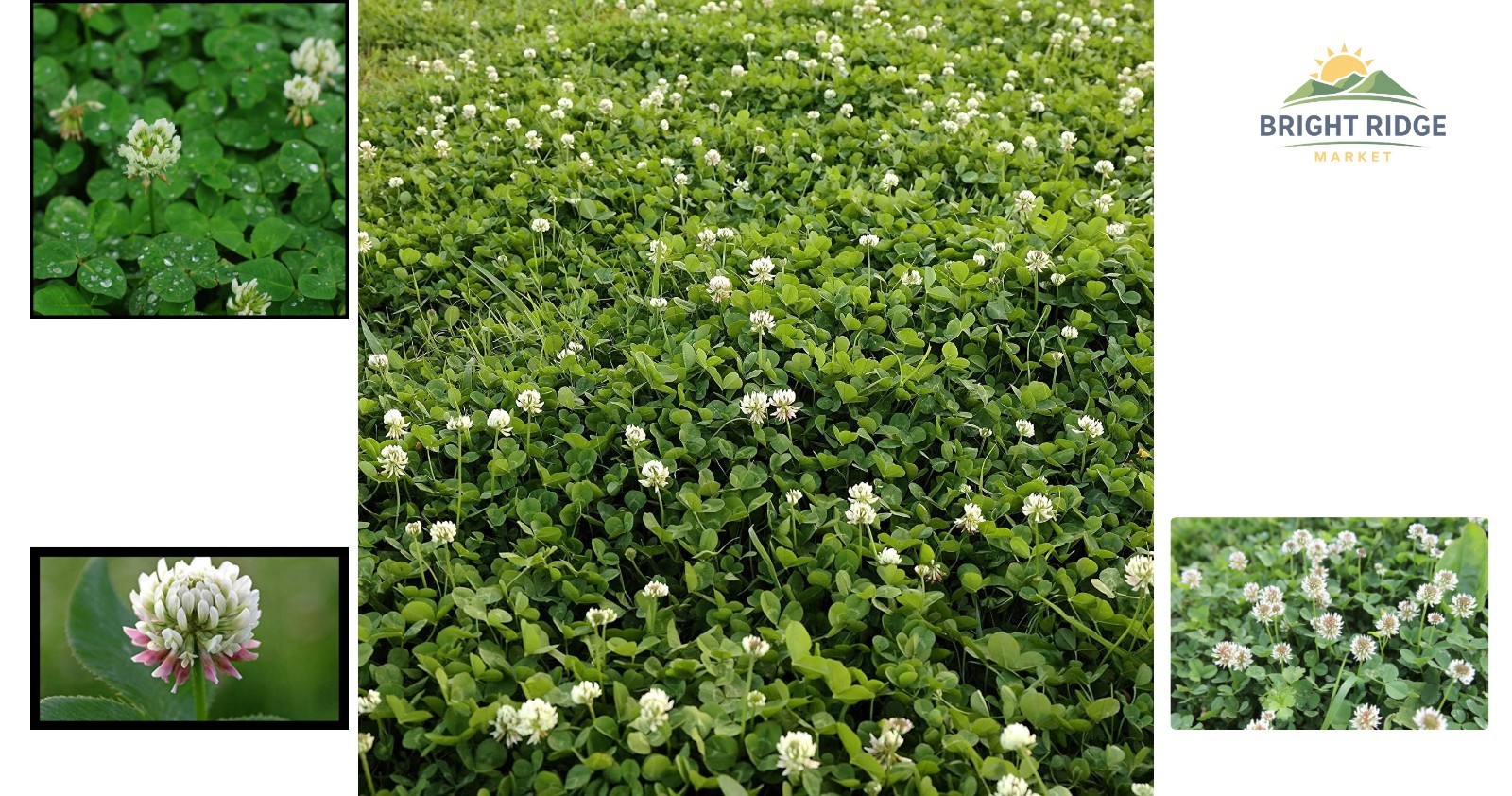 Non-GMO White Clover Seeds, Pre-Inoculated for Erosion Control & Ground Cover