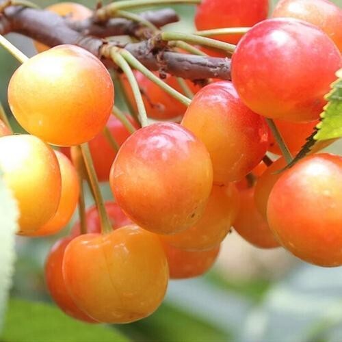 Yellow Jamaican Cherry Tree Muntingia calabura ~ Rooted Starter Plant