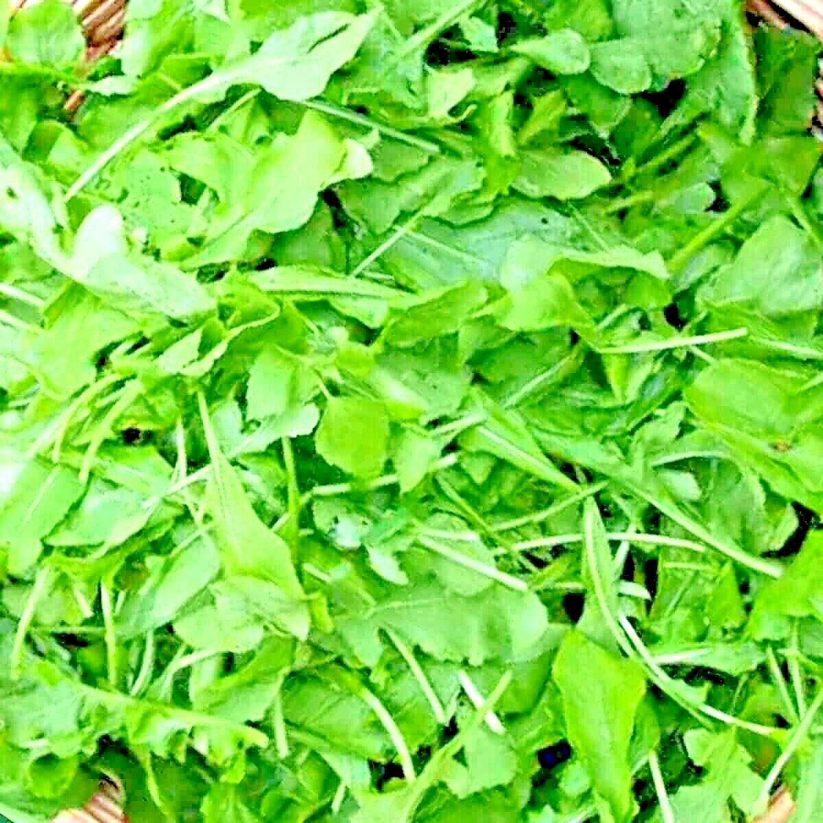 2000+ ARUGULA SEEDS FALL VEGETABLE GARDEN SALAD GREENS HERBS MICROGREENS NON-GMO