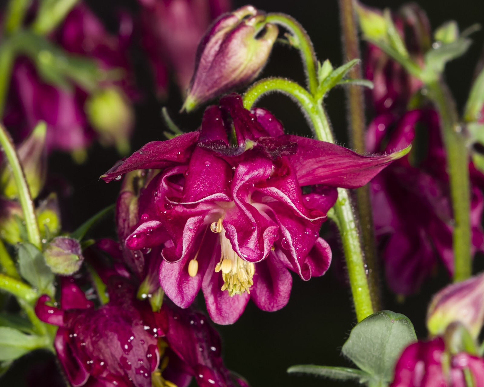COLUMBINE MIX, 202+ SEEDS, ALL KINDS AND COLORS, AQUILEGIA, easy to grow, USA