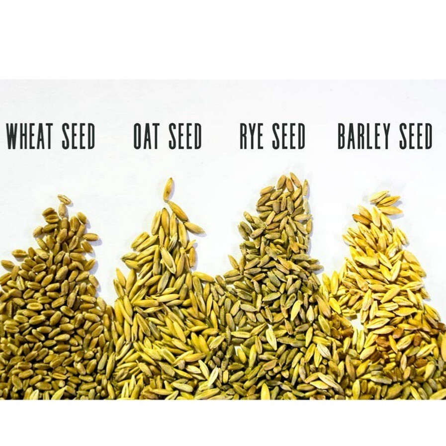 Cat Grass Mix – Red Wheat, Barley, Oats & Cereal Rye. 300+ Seeds,
