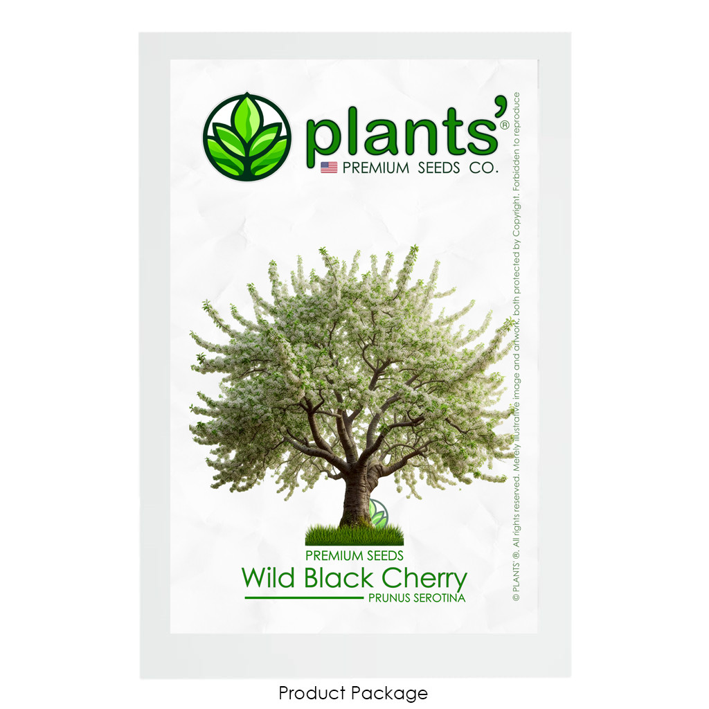 Wild Black Cherry Tree | Premium Seeds | Prunus serotina ‘Spring’ | Plants’®