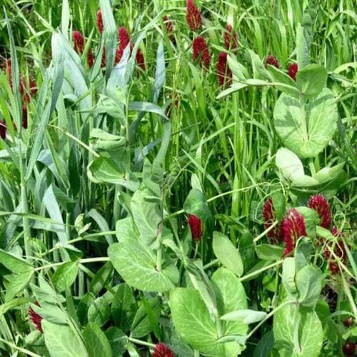 Nutrient-Rich Cover Crop Seeds Mix for Soil Health – 5 lbs Triticale, Peas, Oats