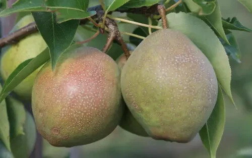 25+ Kieffer Pear Seeds for Garden Planting – USA – FREE SHIPPING!