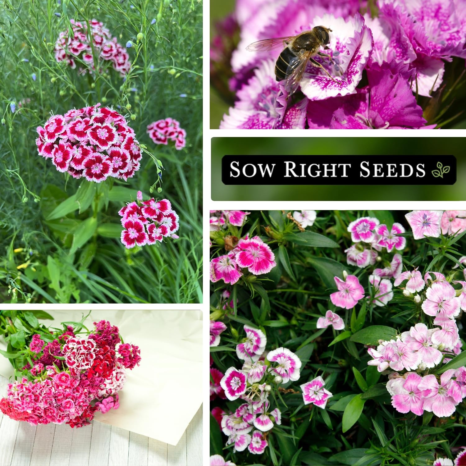 Sweet William Flower Seeds Biennial Non GMO Edible Fragrant Blooms Pollinator Ga