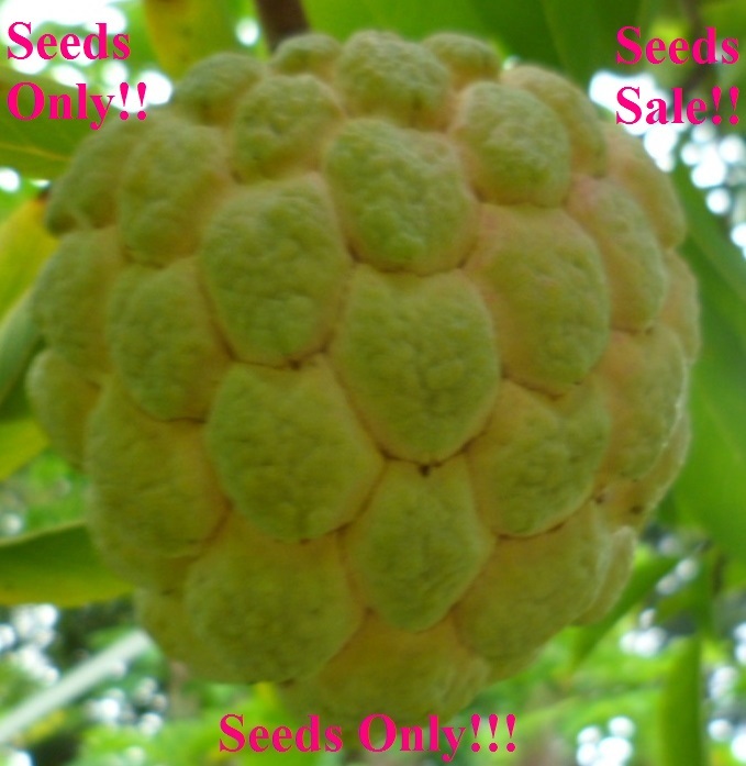 (2022) 10 SEEDS- Organic Sugar-Apple Annona Squamosa Seeds Tropical Plant