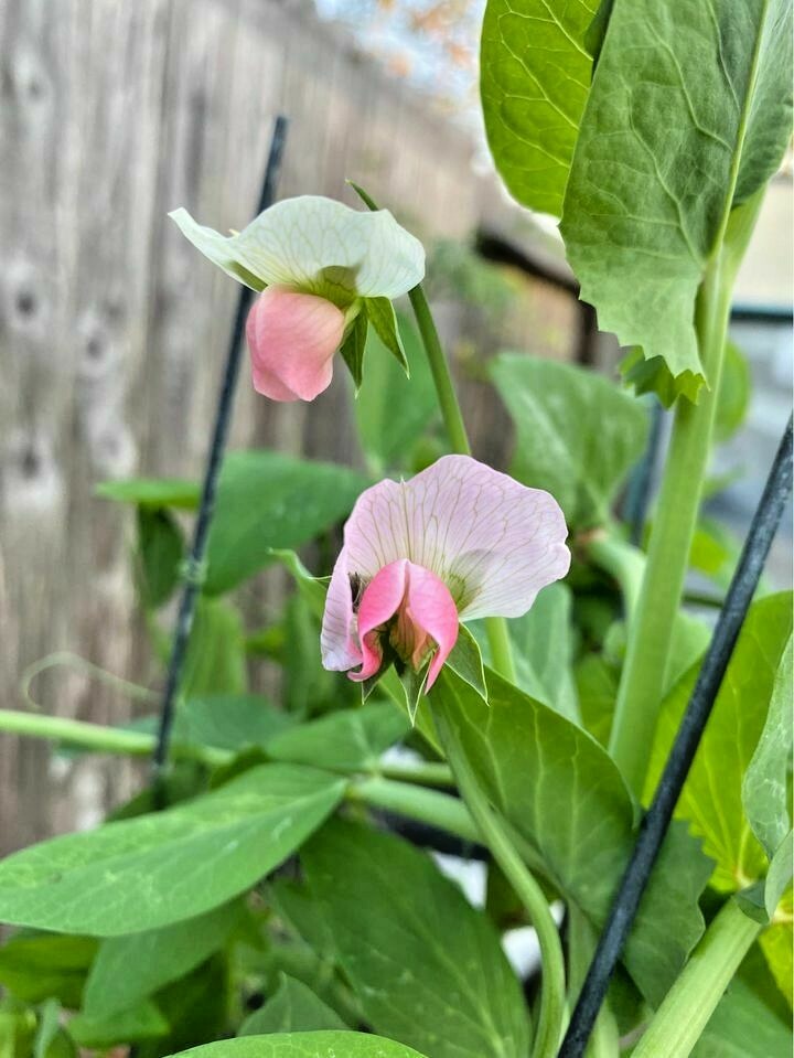 5x PACKS OF PEA SEEDS – TAIWAN SUGAR – HEIRLOOM- ORGANIC – NON GMO