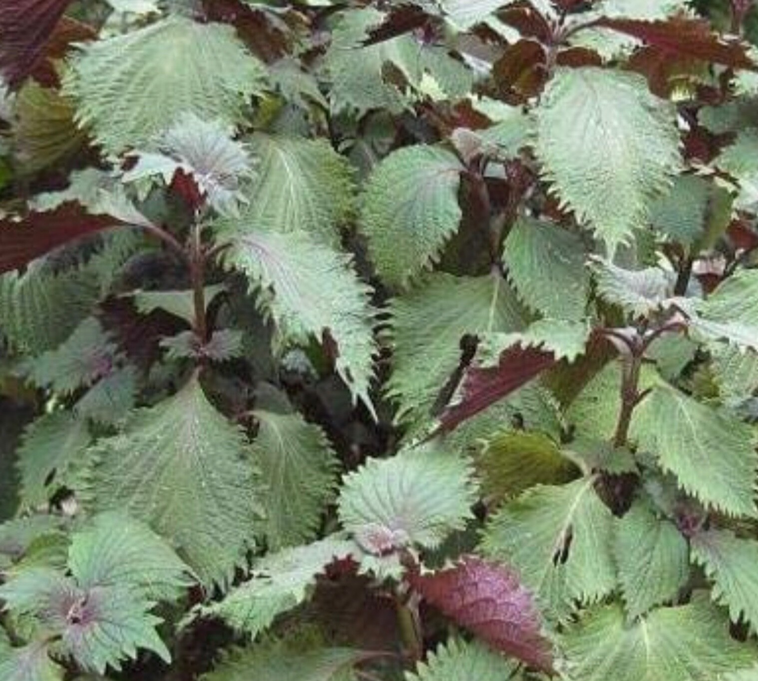400 Shiso Seeds,Tía Tô, NON-GMO, Variety Sizes