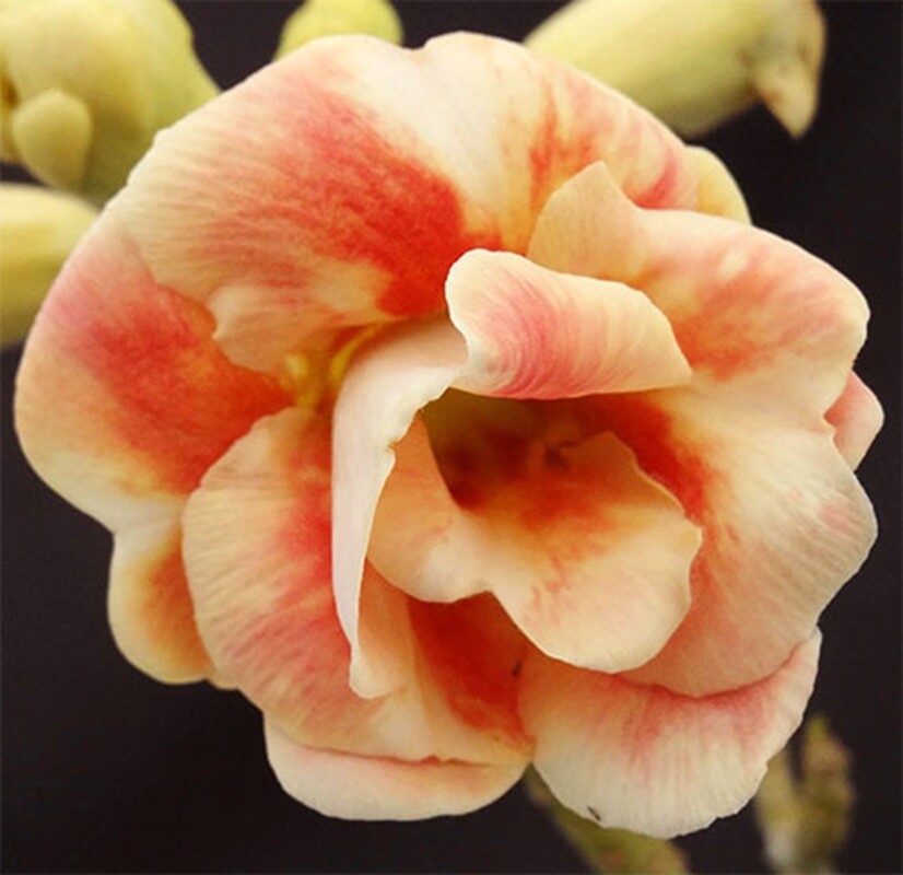 4 Orange Desert Rose Seeds Adenium Obesum Flower Perennial Seed US SELLER