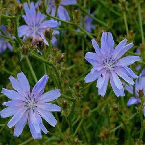5000 Seeds Blue Chicory Seeds For Planting | Cichorium Intybus Wild Flower Seed