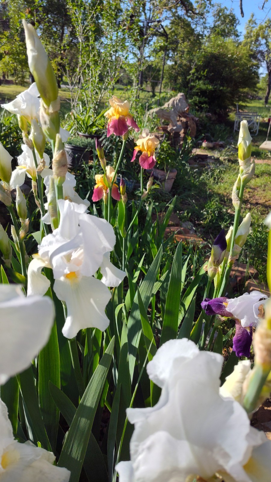 10 Mixed Iris Rhizomes – Random Colors – Easy Perennials – Free Shipping