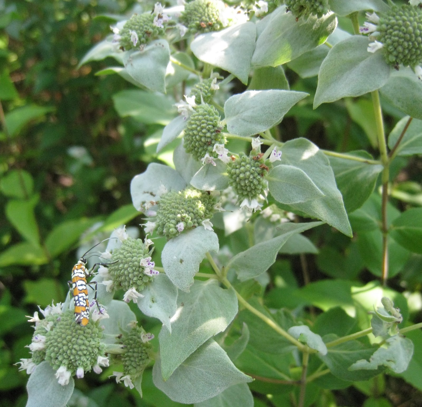 MOUNTAIN MINT * 1000 SEEDS * RARE * HERB * MEDICINAL * AROMA *