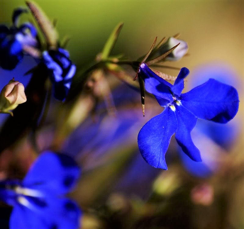 200 Electric Blue LOBELIA MONSOON Flower Seeds *Flat Shipping