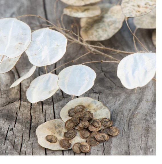 15 Lunaria Annua Seeds Brassicaceae Honesty Silver Dollar Money Plant Seeds