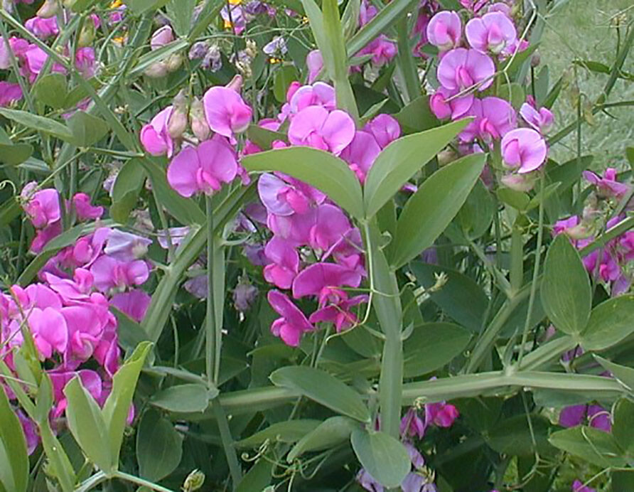 Perennial Pea, (Everlasting Pea), Lathyrus latifolius, Vine Seeds (Showy, Easy)