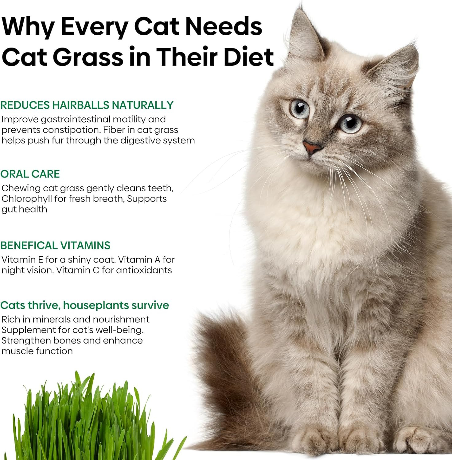 Cat Grass Seeds Mix, Non-GMO Wheat & Oat, Indoor Cats, USA Grown, 4 oz