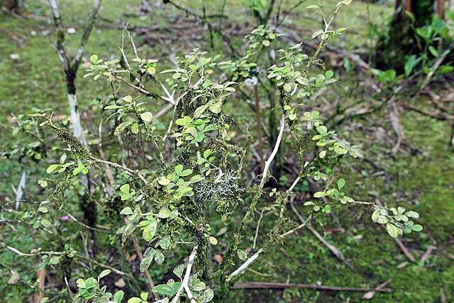 Murraya paniculata | Short Variety | Dwarf Orange Jasmine | 10 Seeds
