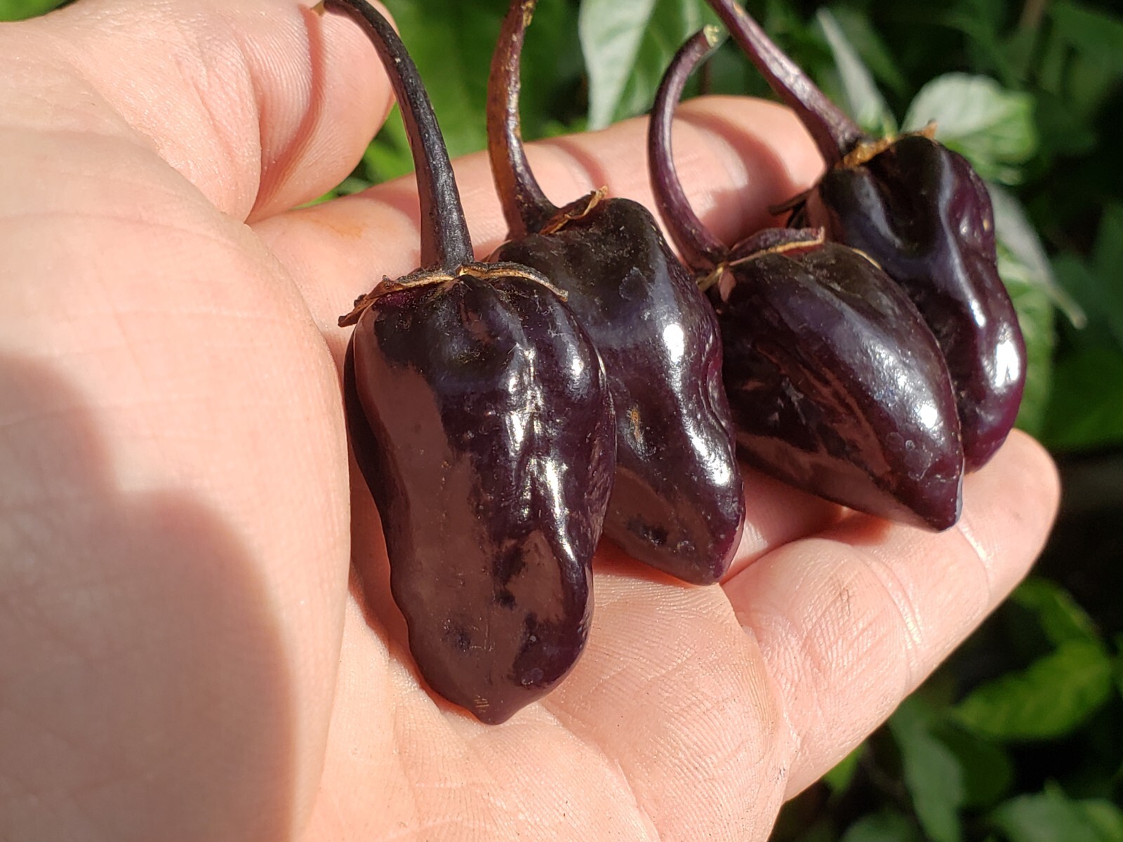 7 Pot Purple Bubblegum Super Hot Pepper Seeds! Black 7BBG Dark Foliage -Tracking