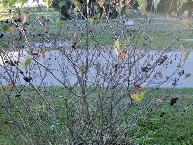 20 BLACK CHOKEBERRY SEEDS – Aronia melanocarpa