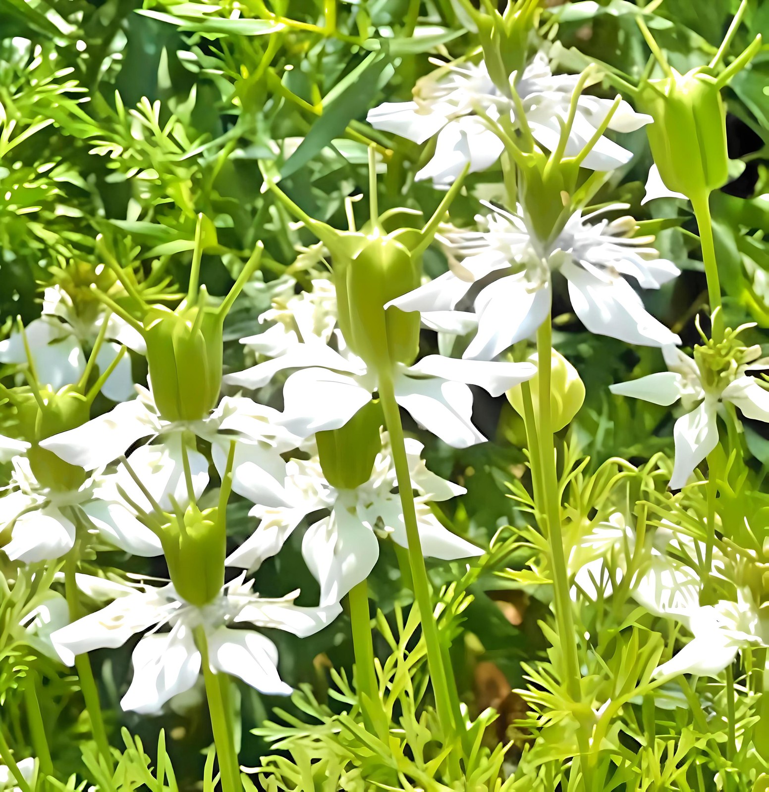 Black Cumin Seeds Box Garden Seeds LLC Annual Herb 0.6g Packet Flavoring
