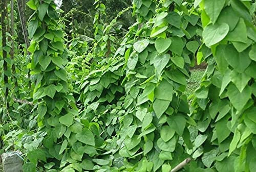 15+ SEEDS GREEN GLASS JELLY VINE TILIACORA TRIANDRA Suong Sam Bai Yanang