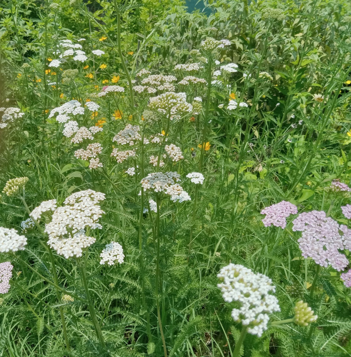 Yarrow Seeds 1000 White & Pink Achillea Millefolium Medicinal Mosquito Repellant