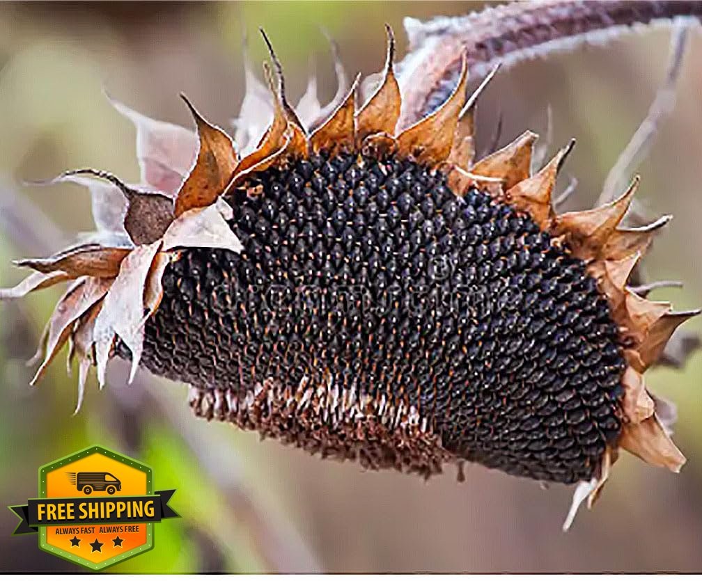 Marde Ross Mammoth Sunflower Seeds