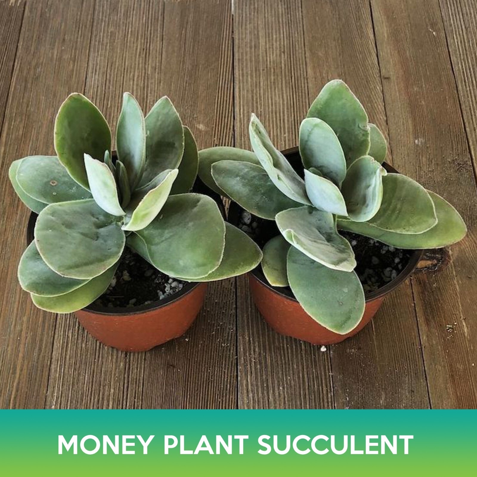 Money Plant Succulent Seeds, Crassula obvallata