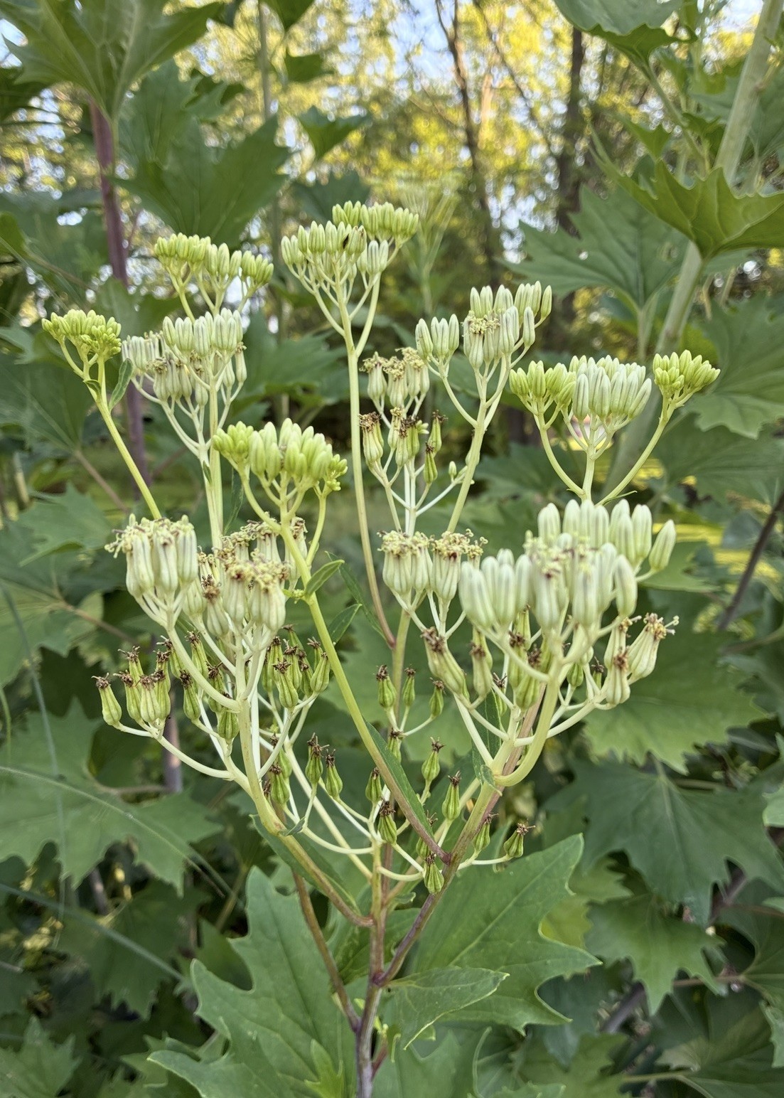 30 Pale Indian Plant Seeds – Native Pollinator Gigantic – 9ft Tall Perennial