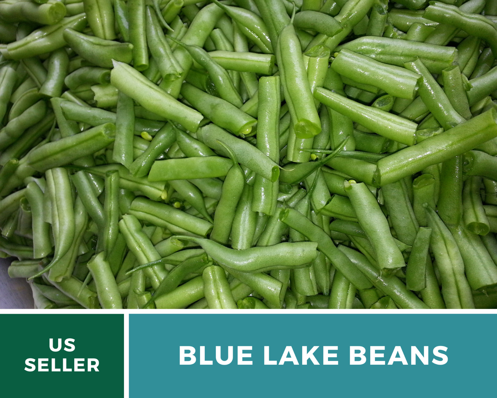 Bean, Blue Lake – 50 Seeds, Pole, Heirloom Vegetable (Phaseolus vulgaris)