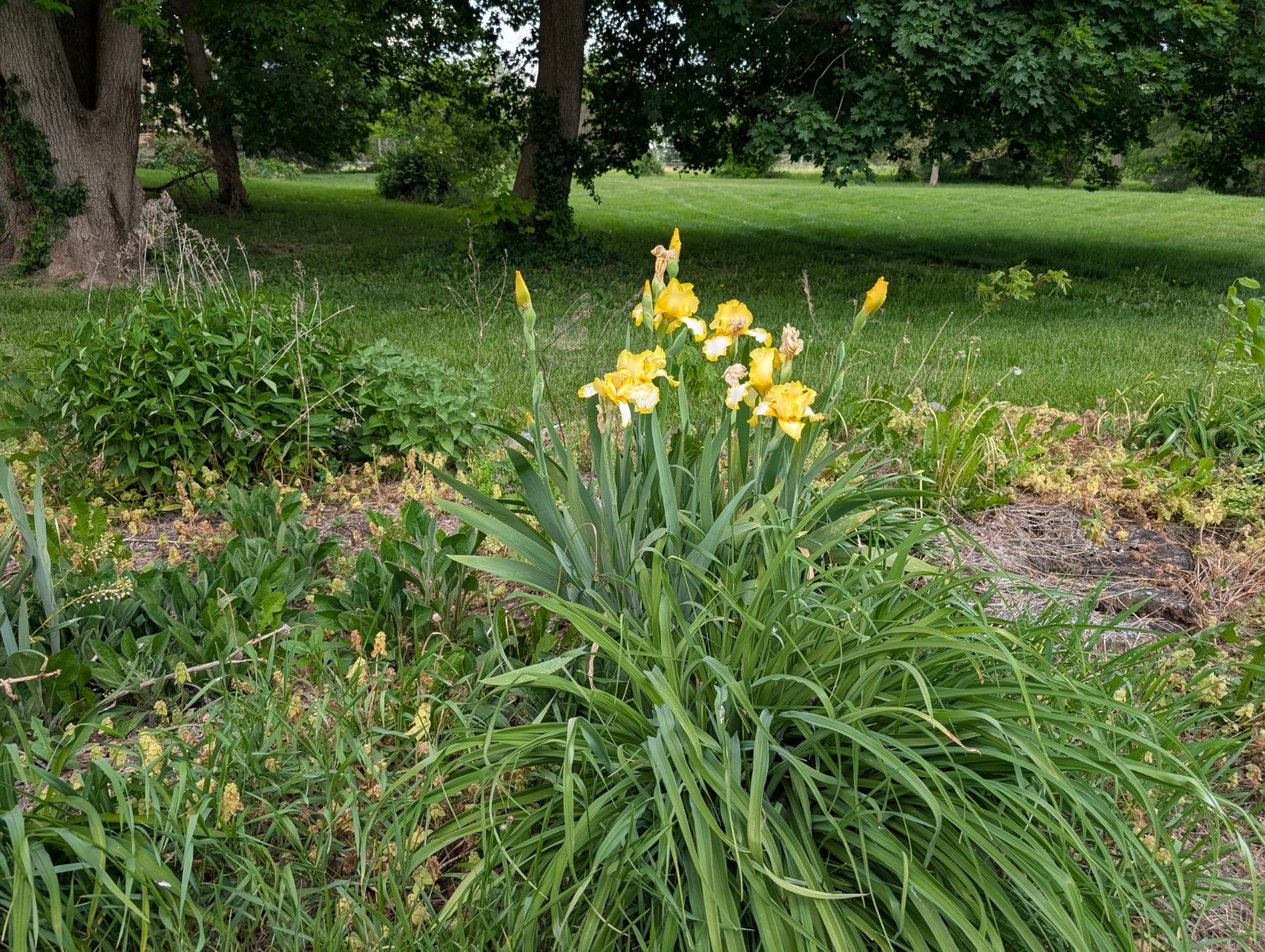 Tall bearded iris~bicolor Yellow/White~vigorous & stunning!~1 Healthy Rhizome