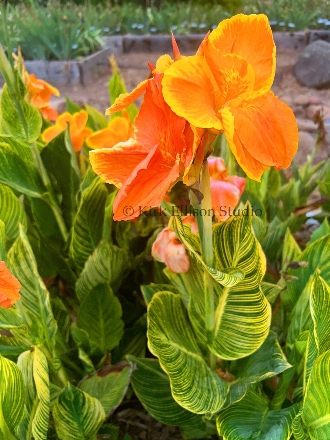 Canna Lily (1) Rhizome “BENGAL TIGER” a.k.a. “PRETORIA” Variegated Foliage!