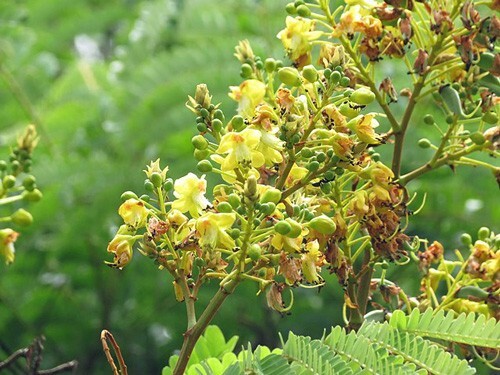Caesalpinia sappan | Sappanwood | Brazilwood | 5 Seeds