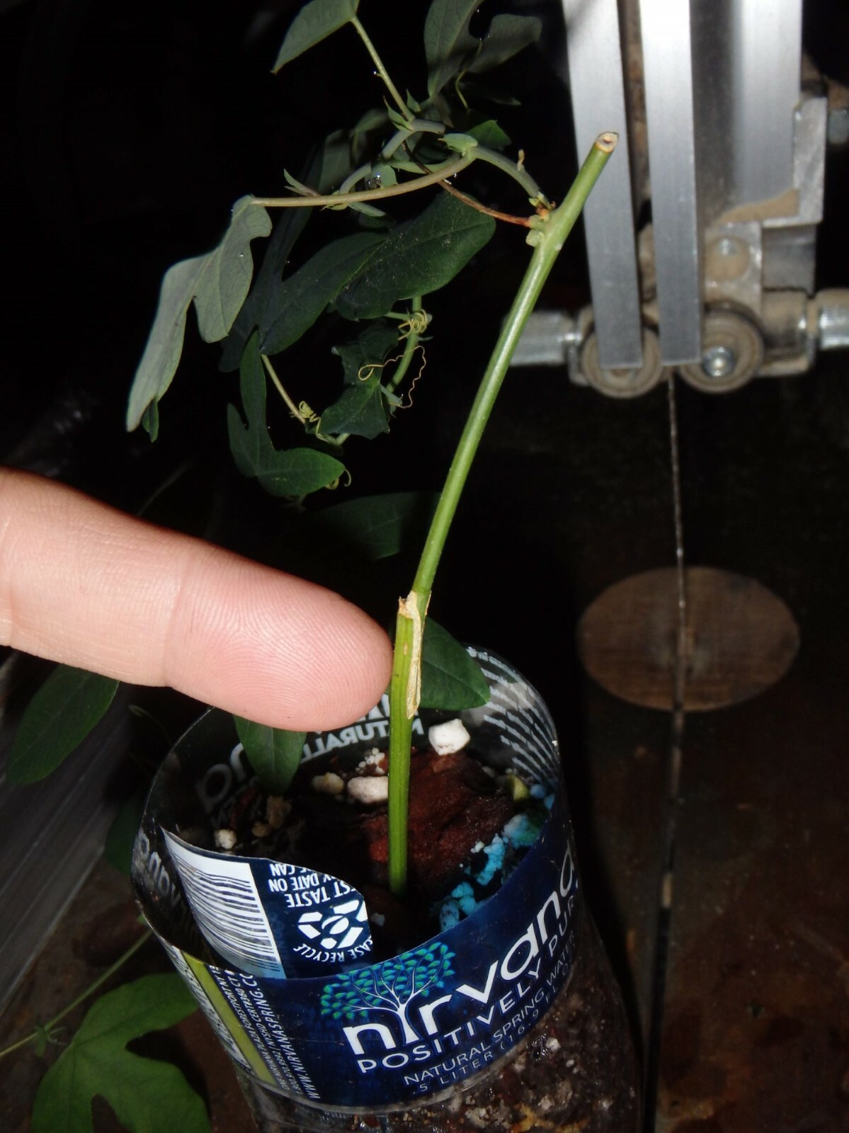 Passiflora “Amethyst” Passion flower vine, 10-16 inches long