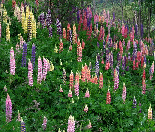 LUPINE RUSSELL Lupinus Polyphyllus Russell – 500 Bulk Seeds