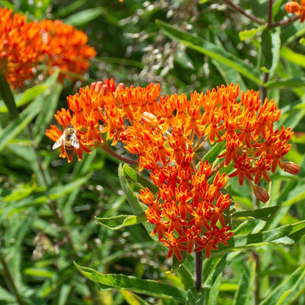 Butterfly Weed Seeds, Orange Milkweed, Pleurisy Root, Pollinators, FREE SHIPPING